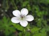 image of Geranium richarsonii