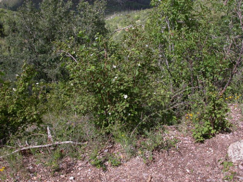 Rosaceae Rubus neomexicanus