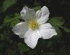 image of Rubus neomexicanus