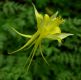 image of Aquilegia chrysantha