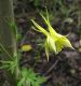 image of Aquilegia chrysantha