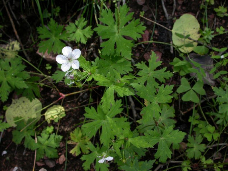 Geraniaceae Geranium richarsonii