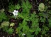 image of Geranium richarsonii
