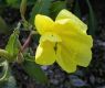 image of Oenothera elata