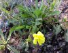 image of Oenothera elata