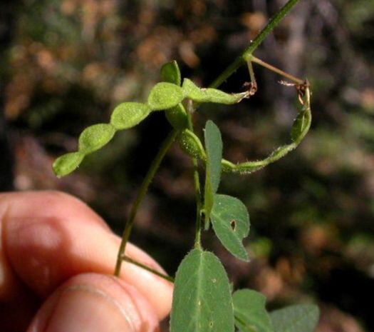 Fabaceae Desmodium batocaulon