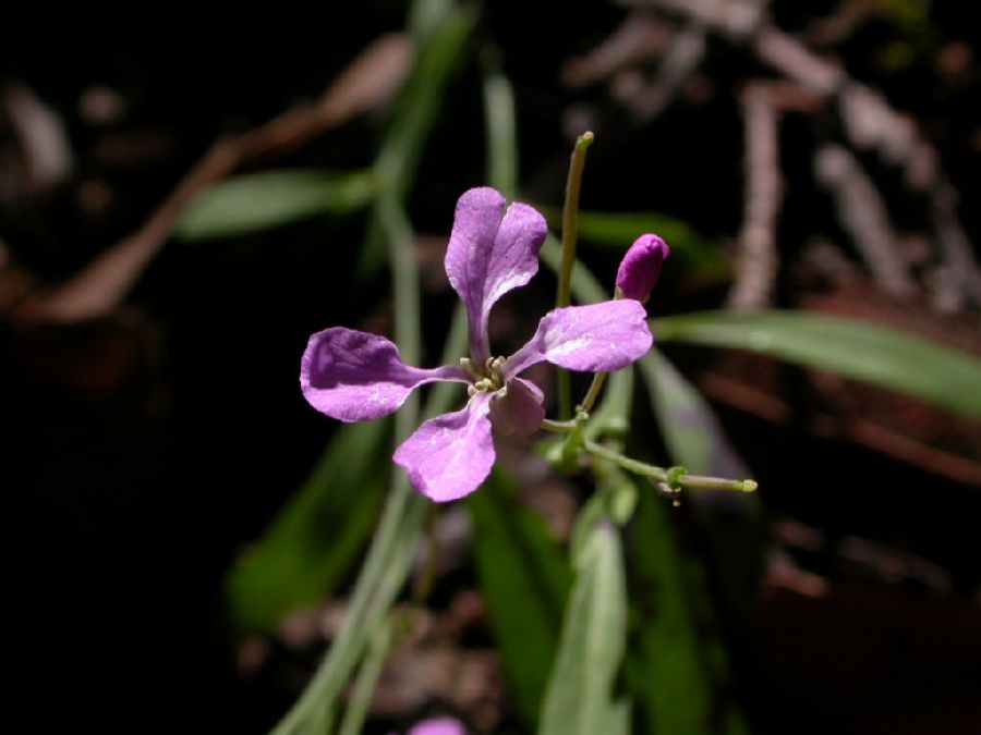 Brassicaceae Schoenocrambe linearifolia