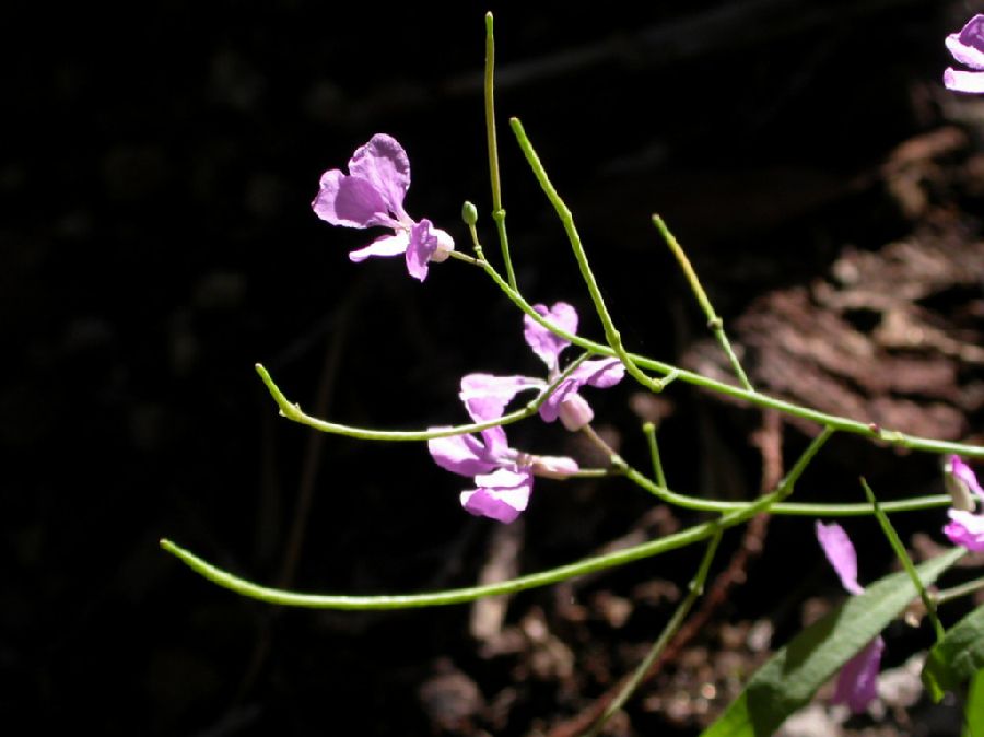 Brassicaceae Schoenocrambe linearifolia