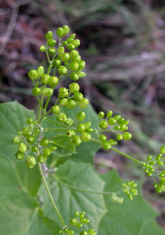 Asteraceae Roldana hartwegii