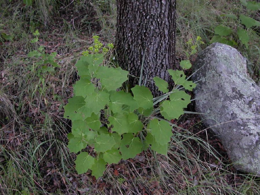 Asteraceae Roldana hartwegii
