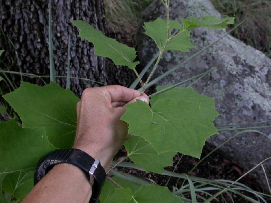 Asteraceae Roldana hartwegii