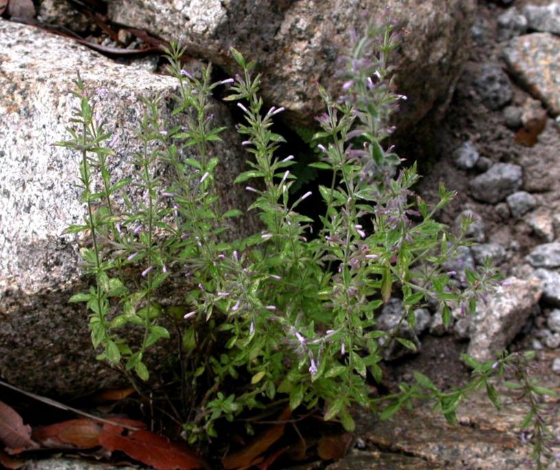 Lamiaceae Hedeoma dentata