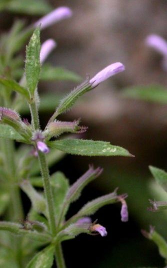 Lamiaceae Hedeoma dentata