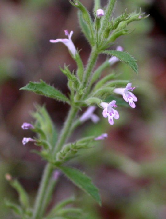 Lamiaceae Hedeoma dentata