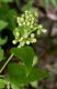 image of Ageratina herbacea