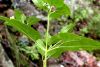 image of Ageratina herbacea