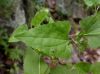 image of Ageratina herbacea