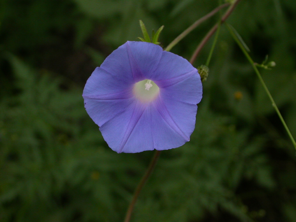 Convolvulaceae Ipomoea hederacea
