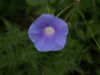 image of Ipomoea hederacea