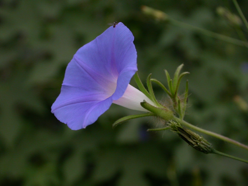 Convolvulaceae Ipomoea hederacea