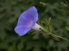 image of Ipomoea hederacea
