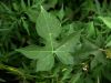 image of Ipomoea hederacea