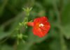 image of Ipomoea cristulata