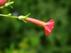 image of Ipomoea cristulata