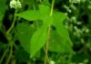 image of Ipomoea cristulata