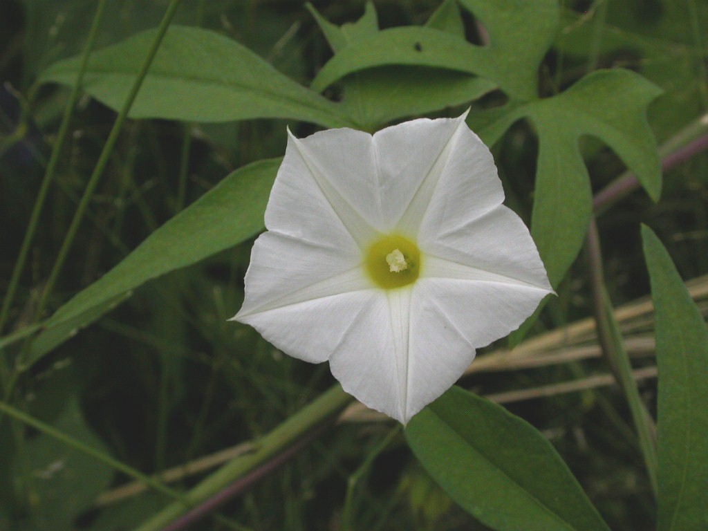 Convolvulaceae Ipomoea barbatisepala