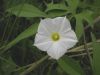 image of Ipomoea barbatisepala