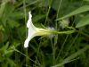 image of Ipomoea barbatisepala