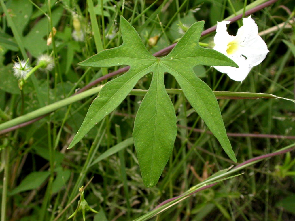 Convolvulaceae Ipomoea barbatisepala