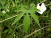image of Ipomoea barbatisepala