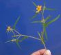 image of Mentzelia asperula