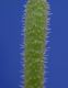image of Mentzelia asperula