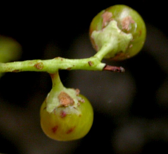 Rosaceae Prunus serotina
