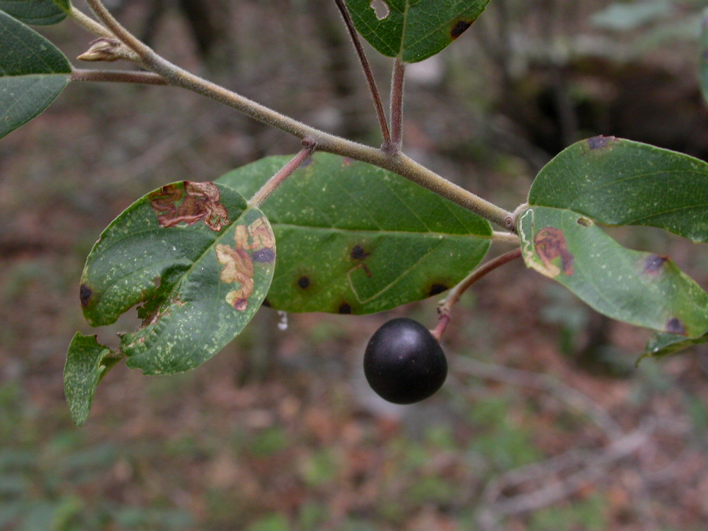 Rhamnaceae Rhamnus californica