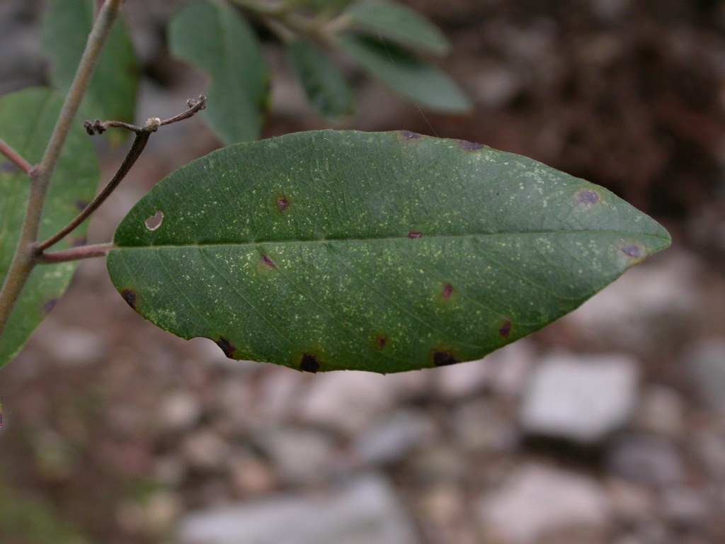 Rhamnaceae Rhamnus californica
