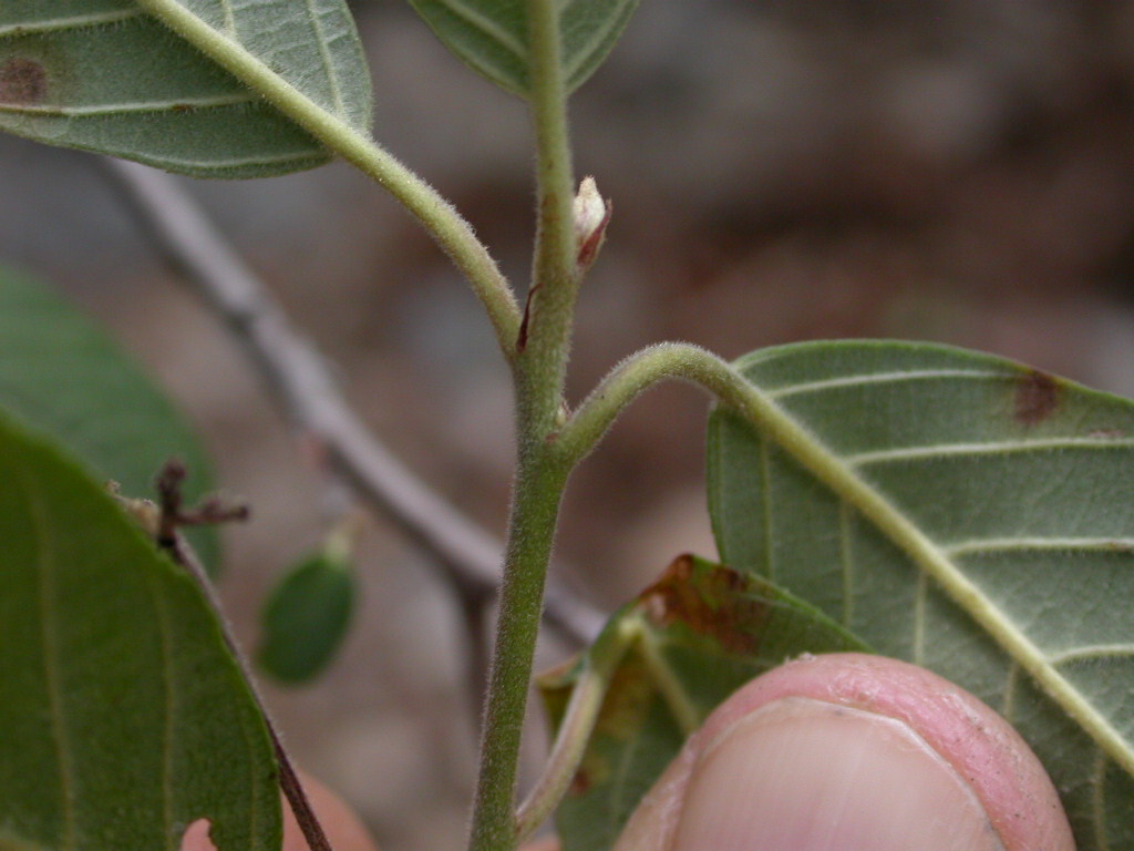 Rhamnaceae Rhamnus californica