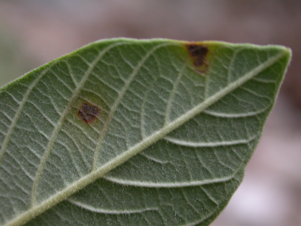 Rhamnaceae Rhamnus californica