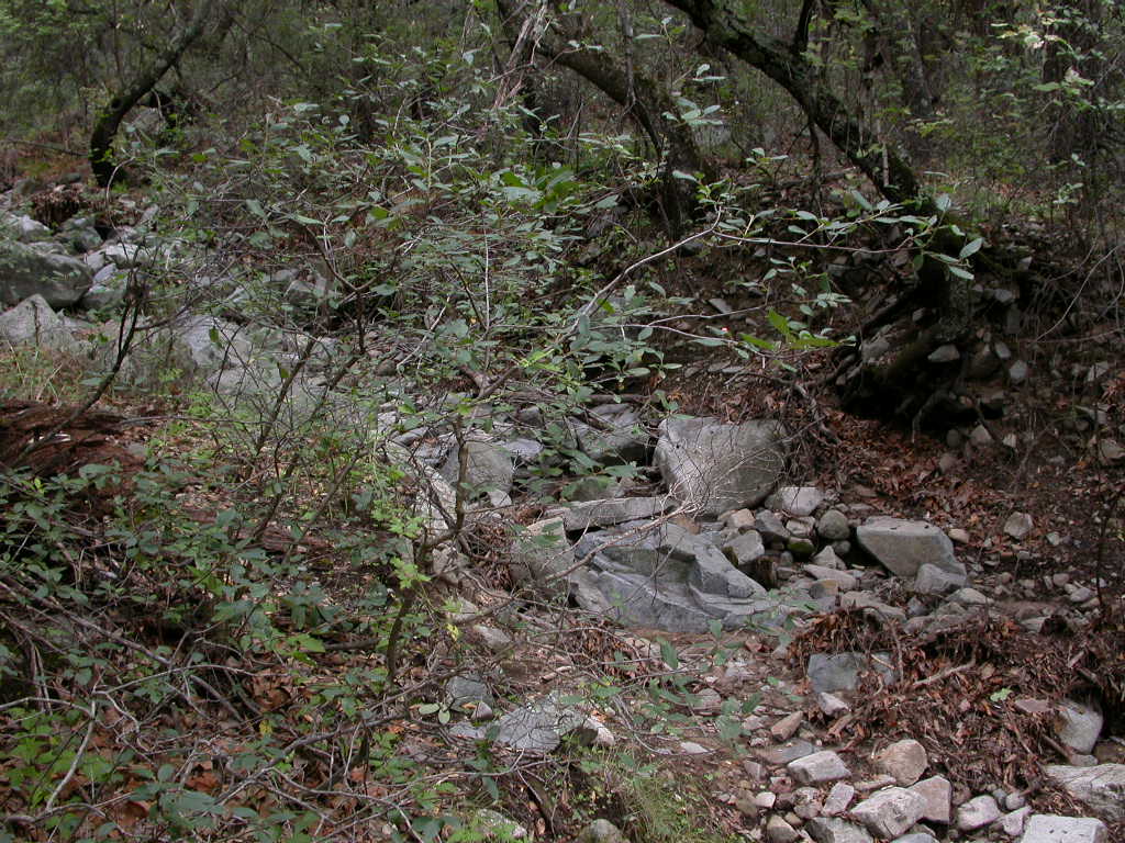 Rhamnaceae Rhamnus californica