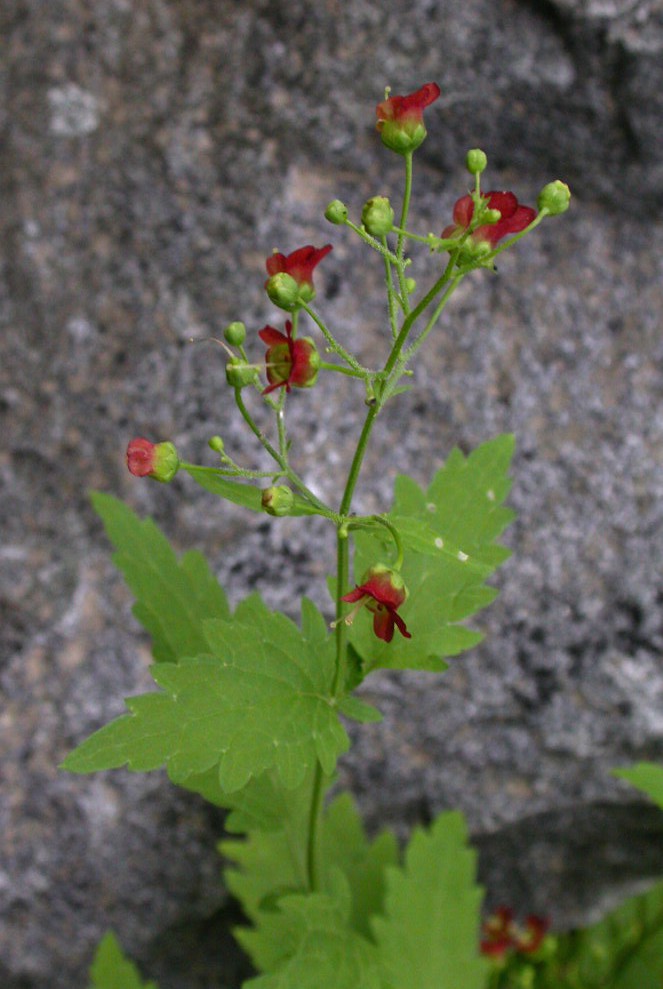 Scrophulariaceae Scrophularia californica