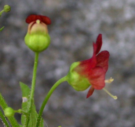 Scrophulariaceae Scrophularia californica
