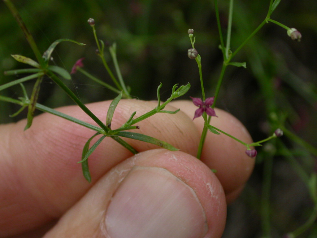Rubiaceae Galium wrightii