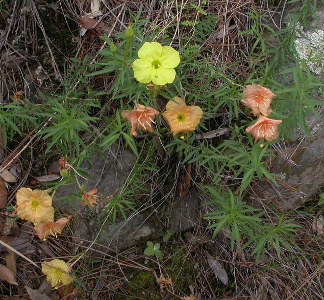 Onagraceae Oenothera toumeyi