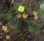 image of Oenothera toumeyi