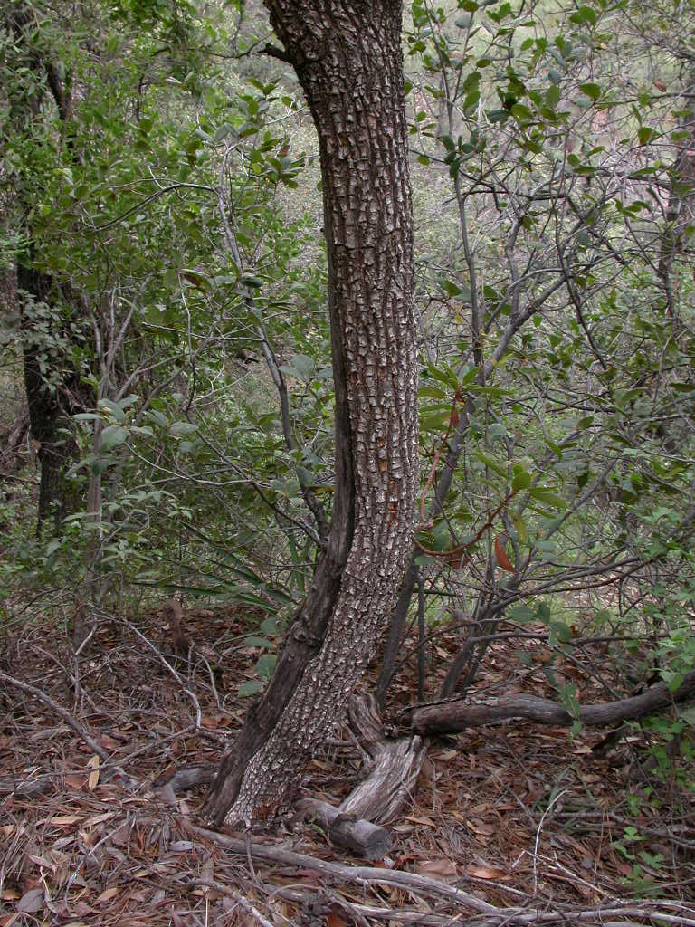Ericaceae Arbutus arizonica