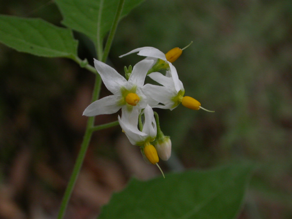Solanaceae Solanum douglasii