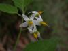 image of Solanum douglasii